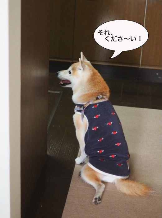 26日夕ブログ７