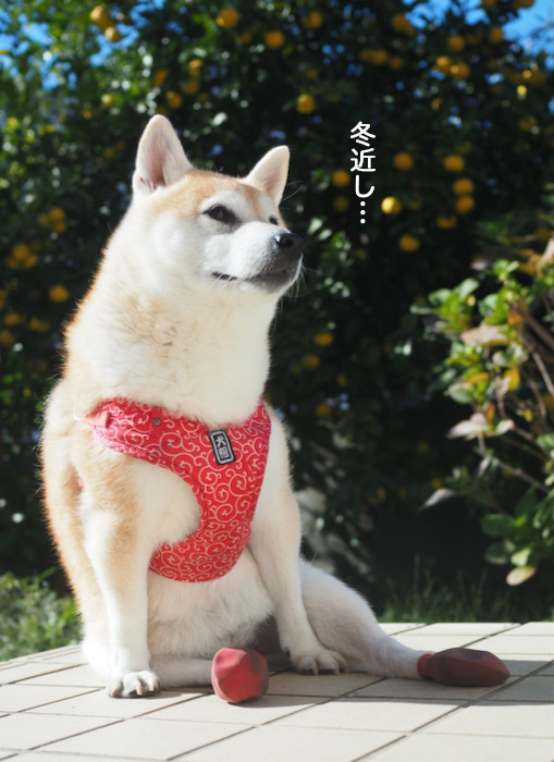 15日夜ブログ３