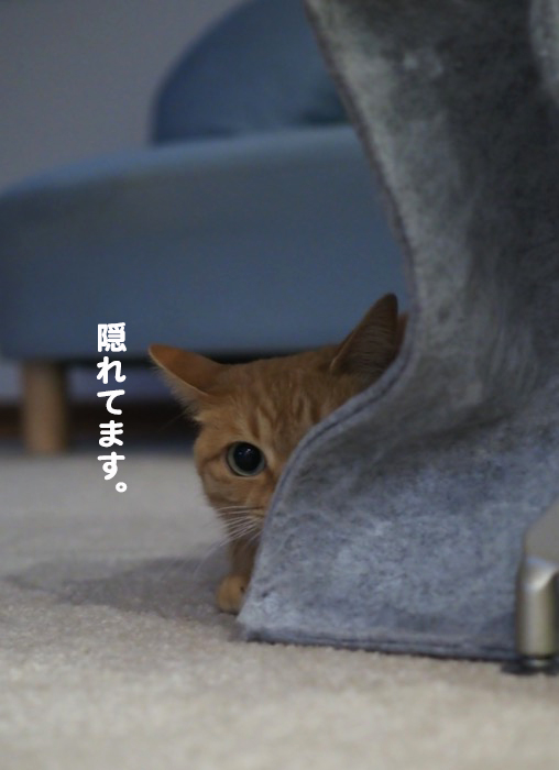 11日夕ブログ２