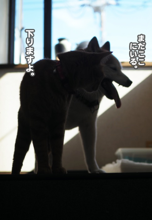 17日夕ブログ15