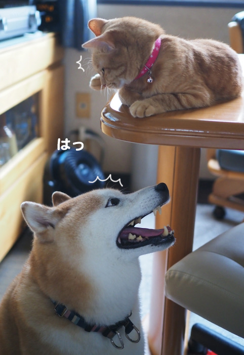 2日夕ブログ３