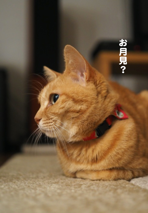 7日夕ブログ２