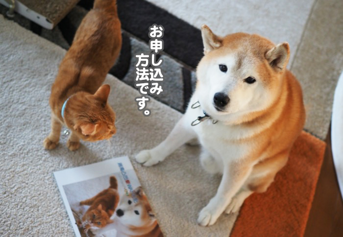 17日夕ブログ６