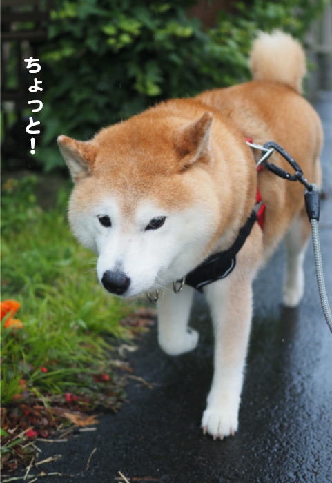 13日夜ブログ１
