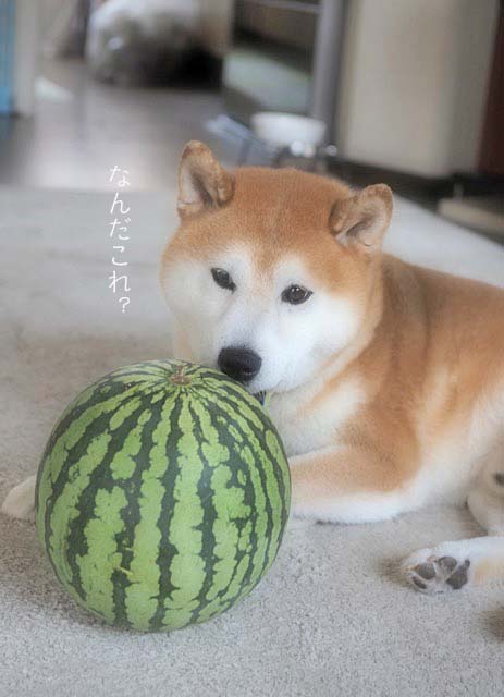 26日ブログ5
