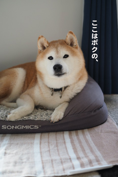 11日夕ブログ２