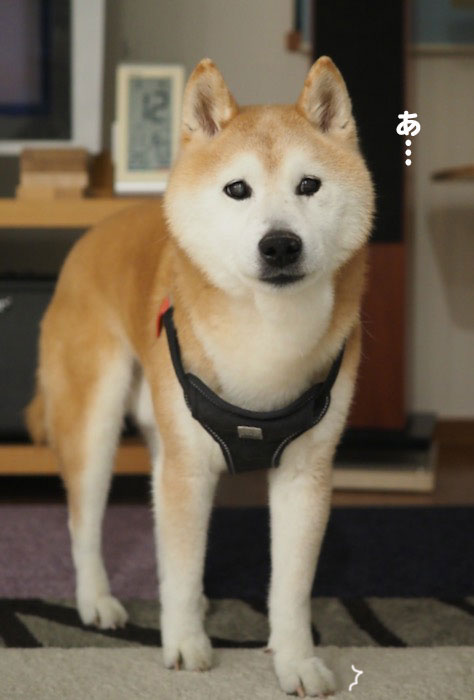 13日夕ブログ２