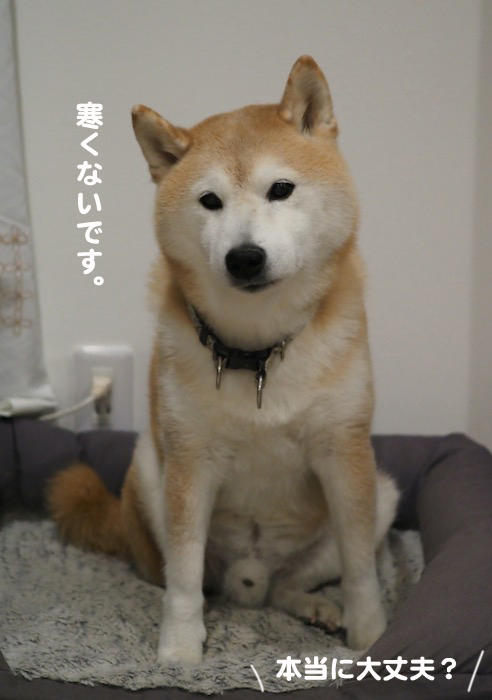 17日夕ブログ４