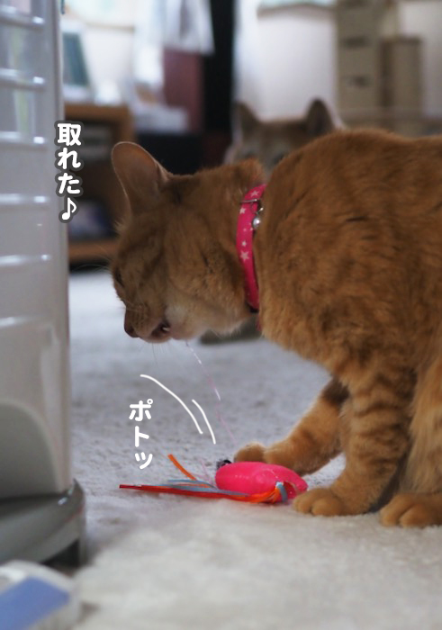 31日夕ブログ11