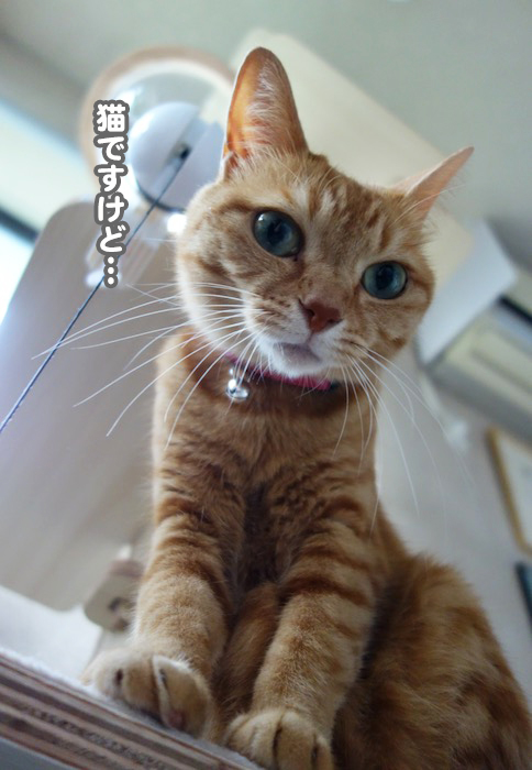 9日夕ブログ７