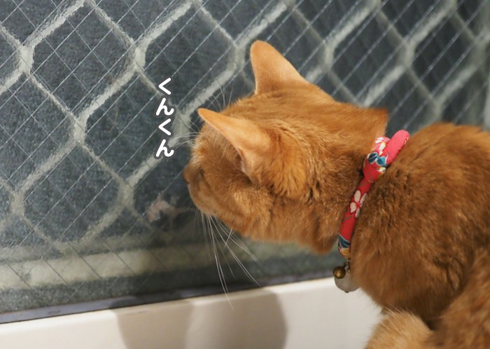 4日夕ブログ８