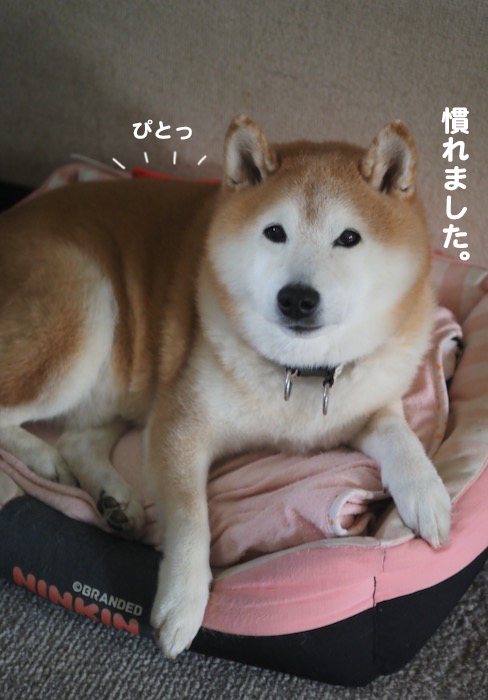27日夕ブログ４