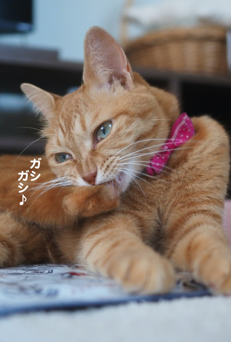 25日夕ブログ４