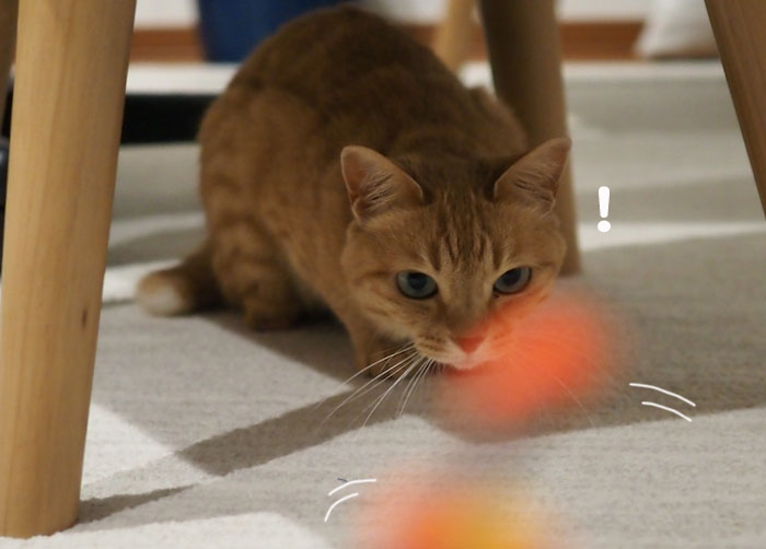 8日夕ブログ2
