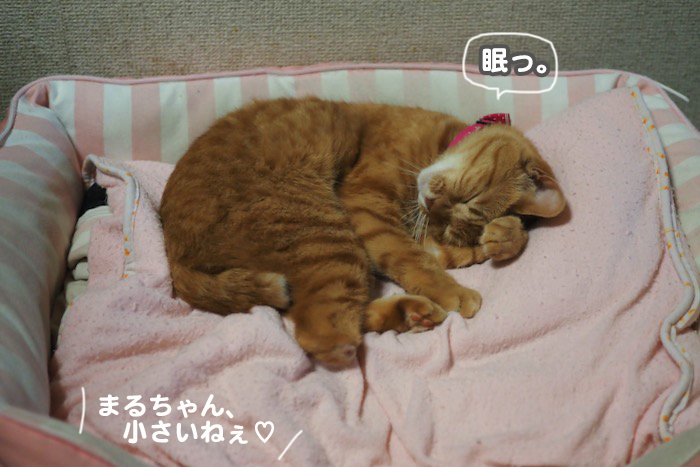 ３日夕ブログ２