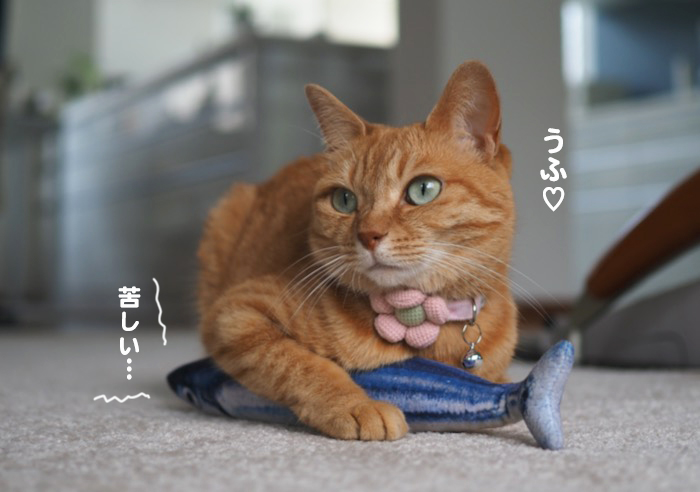 7日夕ブログ４
