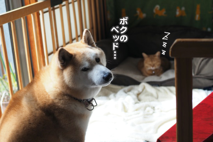 20日夕ブログ５