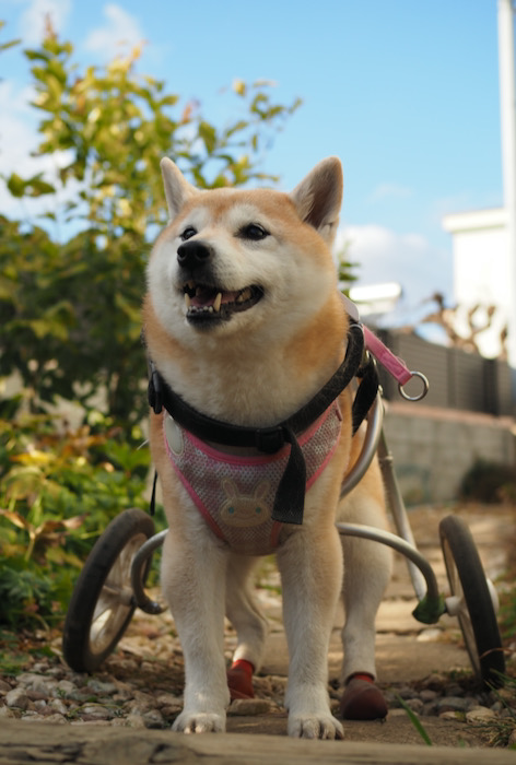 1日用２