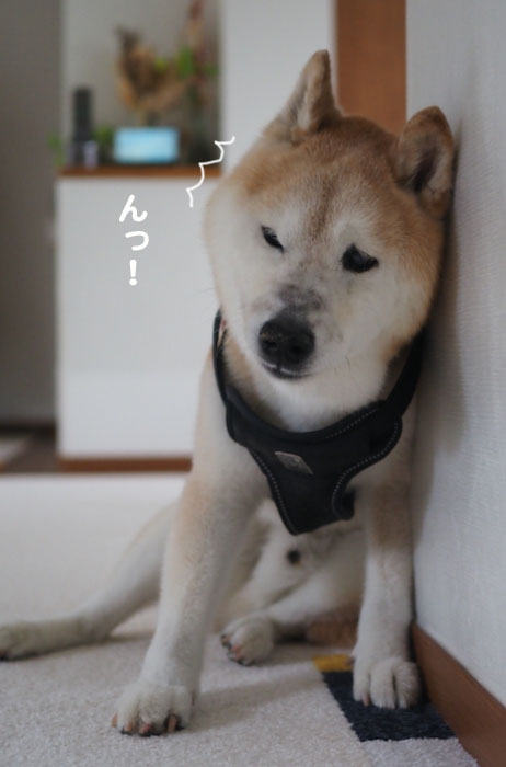 31日夕ブログ３