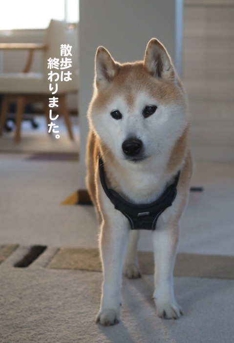 16日夕ブログ３