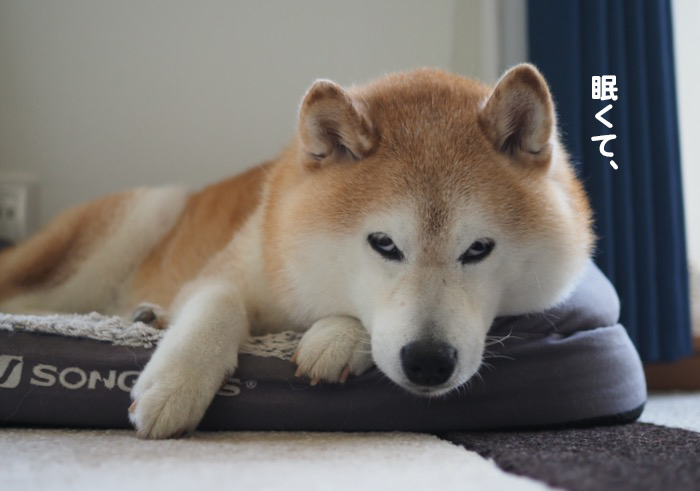 21日夕ブログ４