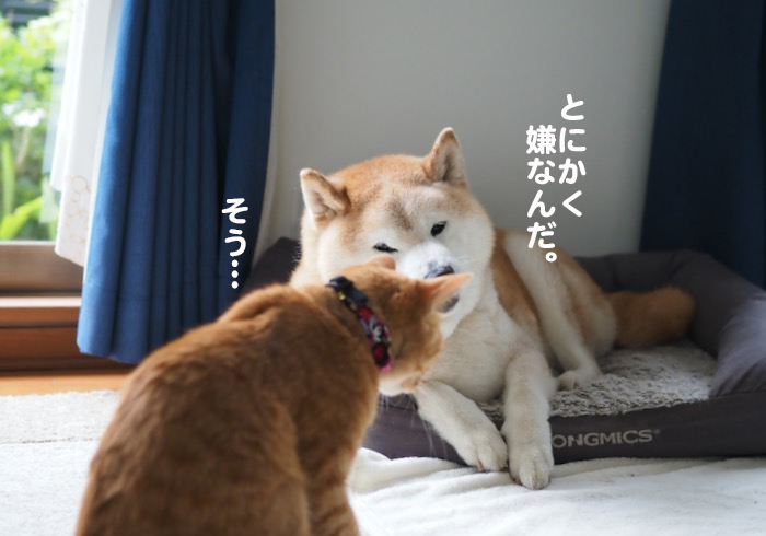 13日夕ブログ６