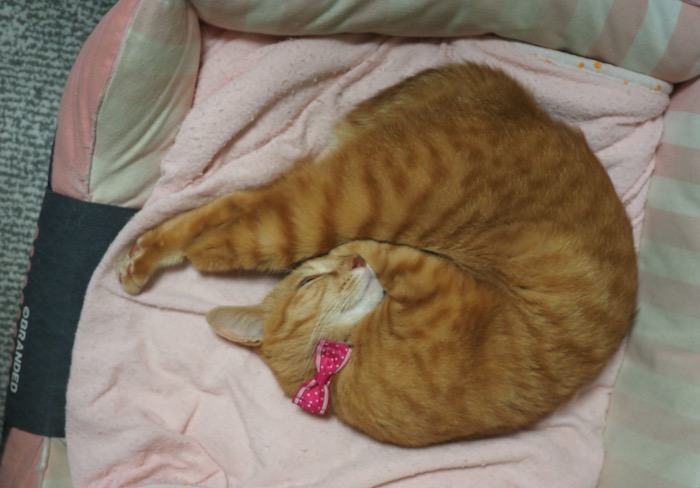 4日夕用７