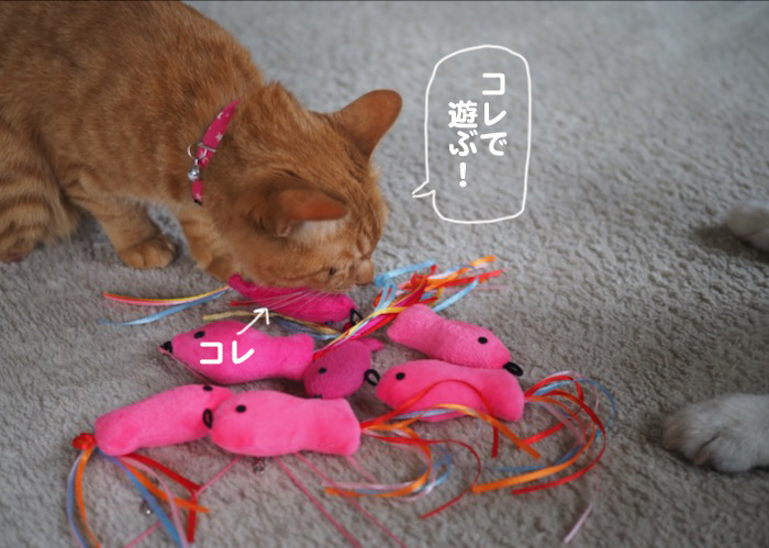 25日夕ブログ２