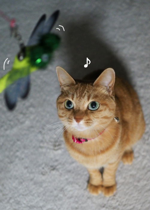 17日夕ブログ８