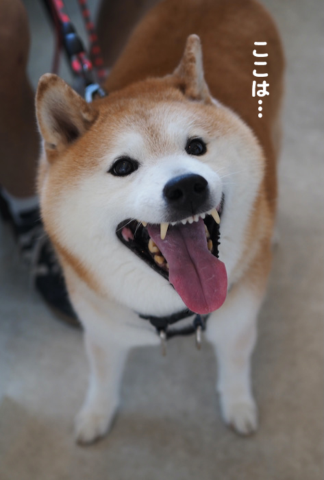 1日夕ブログ４