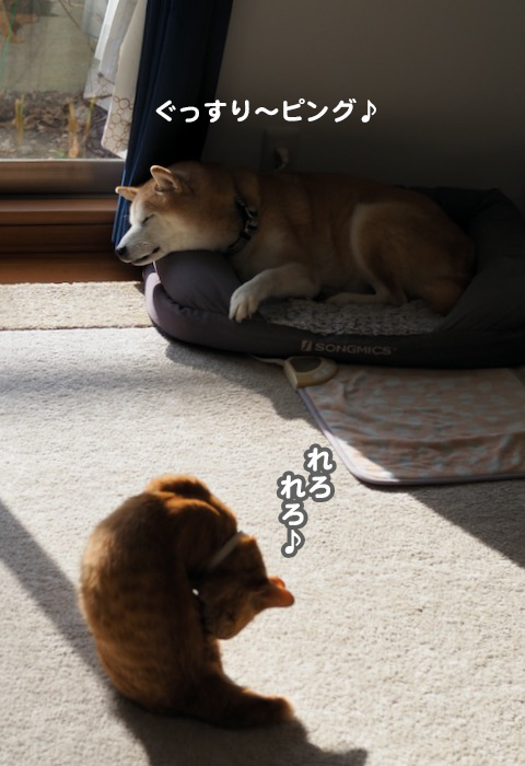 25日夕用２