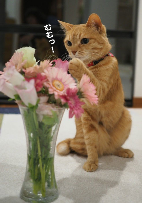 27日夕ブログ４
