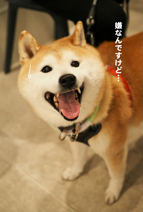 6日夕ブログ５