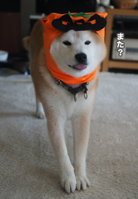 29日夕ブログ２