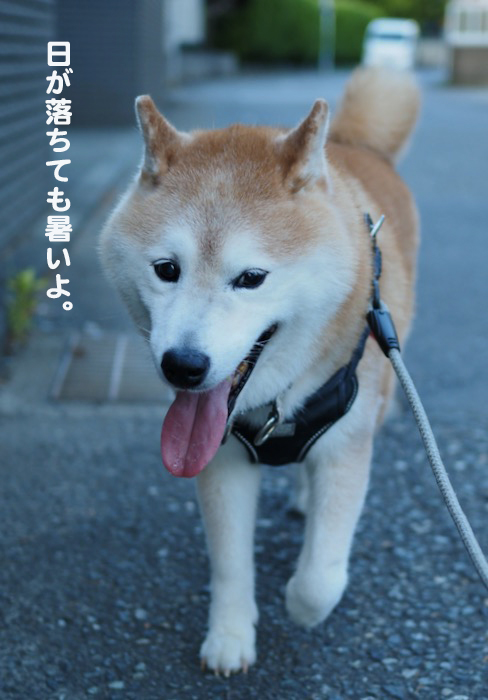20日夕ブログ７