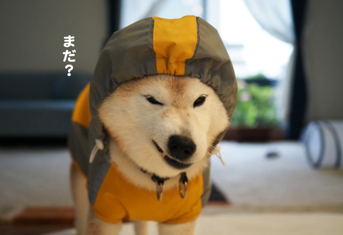 17日ブログ４