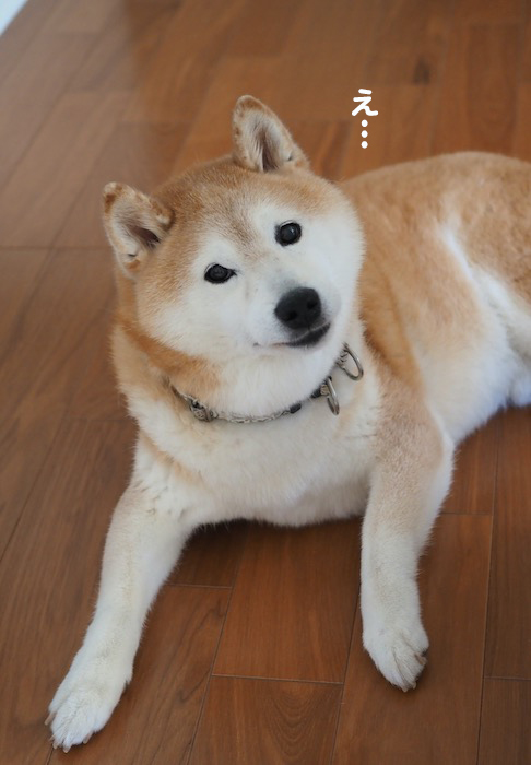 11日ブログ２
