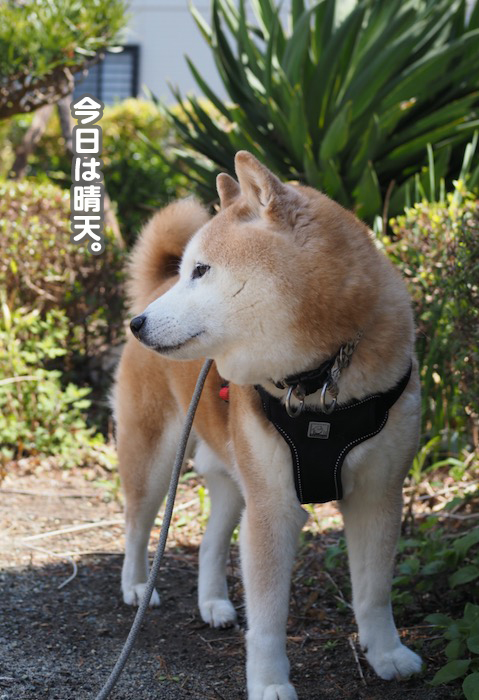 18日夕ブログ２