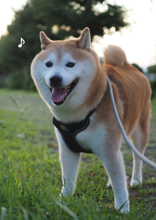 11日夕ブログ６