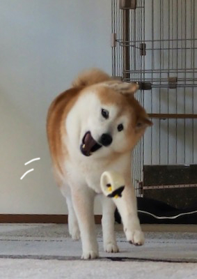 18日夕ブログ６