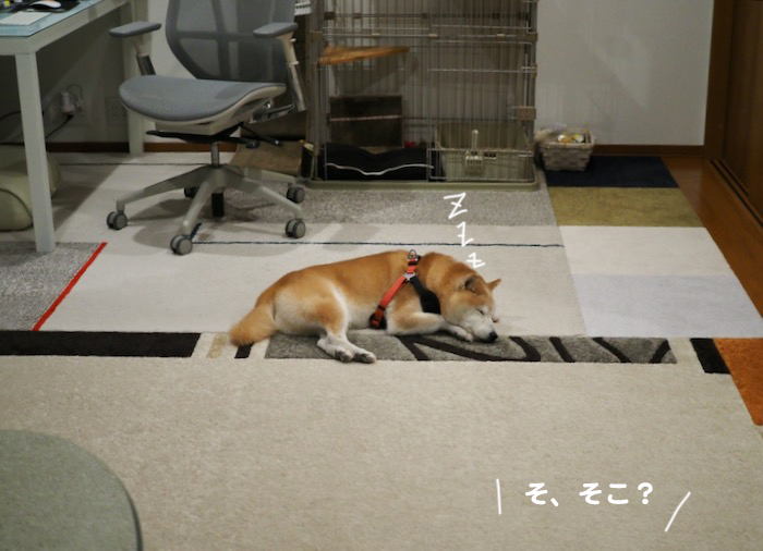 23日夕ブログ２