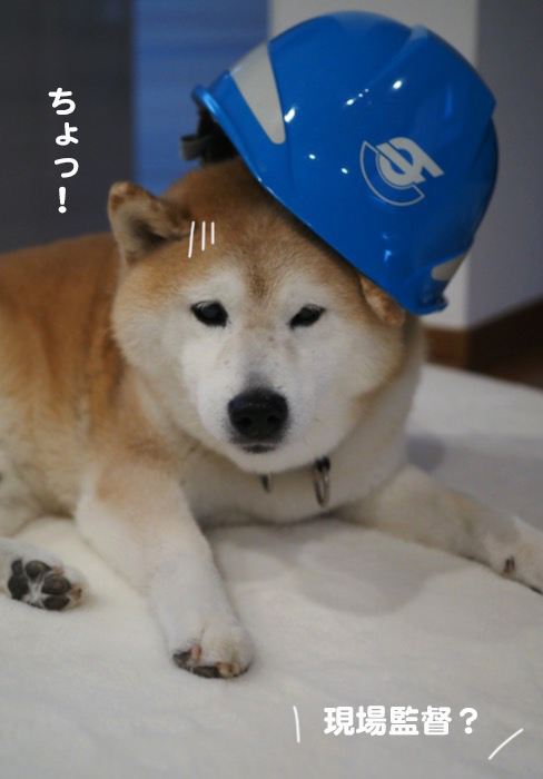 26日夕ブログ6