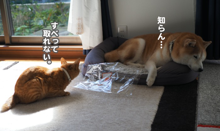 22日夕ブログ１１