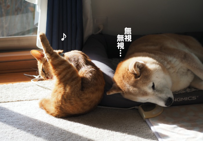 18日夕ブログ6