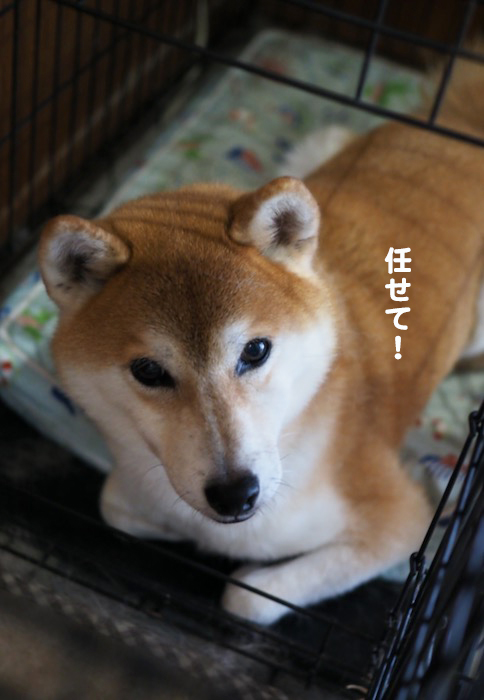 26日夕ブログ７