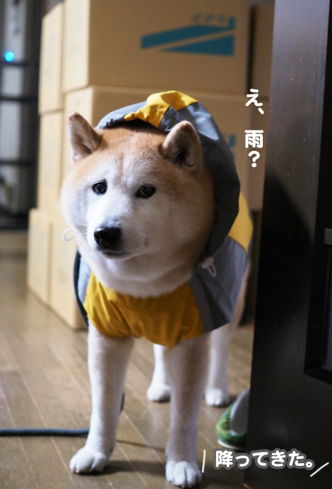 8日夕ブログ２