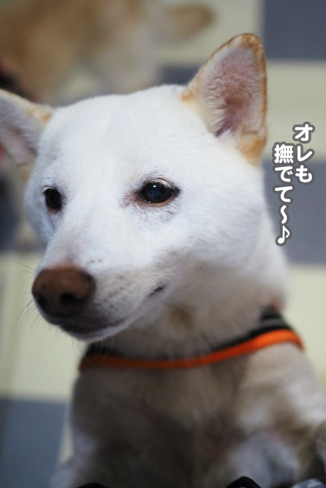 26日夕ブログ５
