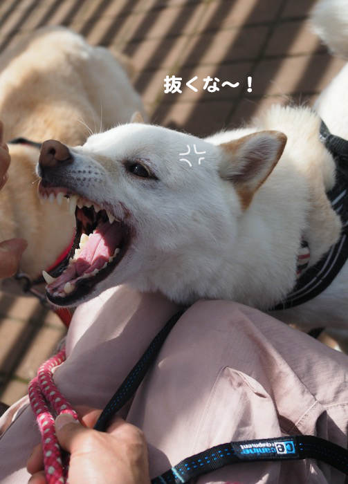 27日夕ブログ12