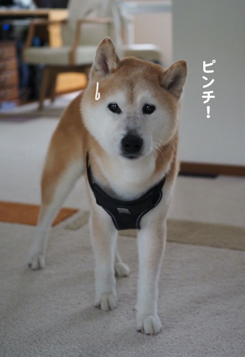 11日夕ブログ5