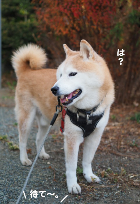 28日夕ブログ４